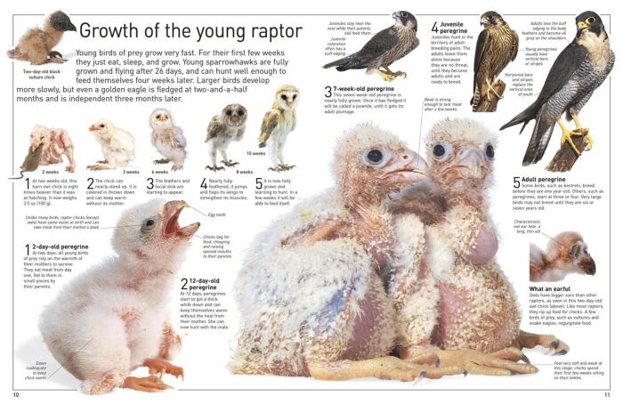 bird of prey - Kids, Britannica Kids